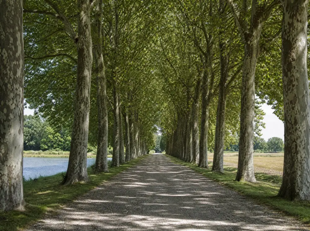 Plane trees receding along the gravel approach