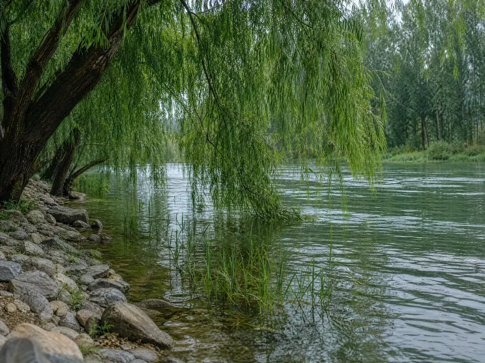 Willows leaning over the slow green water of the Cher