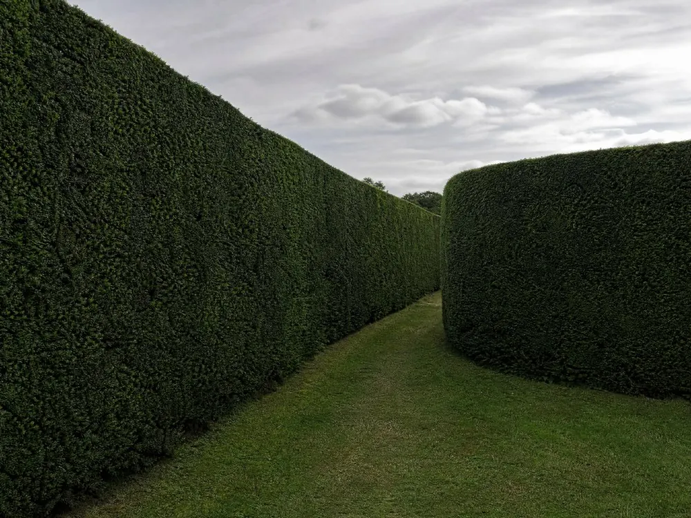 A mown path between tall clipped yew hedges in the labyrinth
