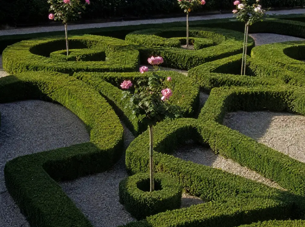 Clipped box in a geometric parterre with gravel walks